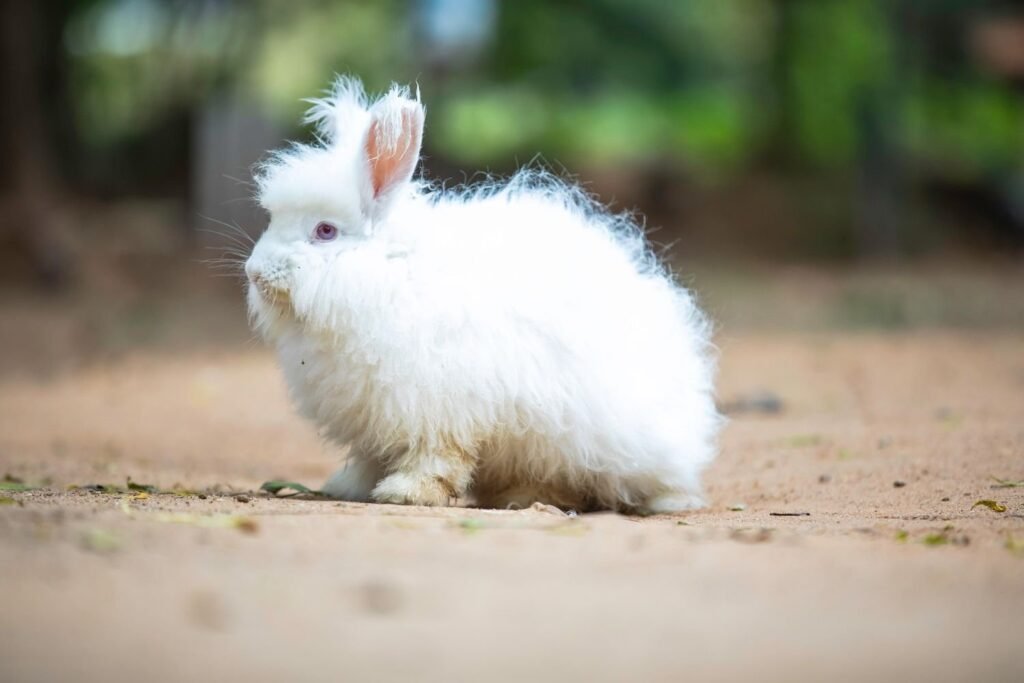 Angora Rabbit- kathleens-nook.com