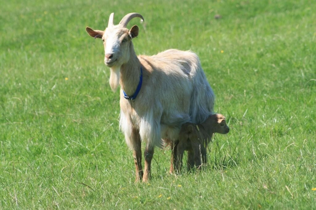 Cashmere goat- kathleens-nook.com