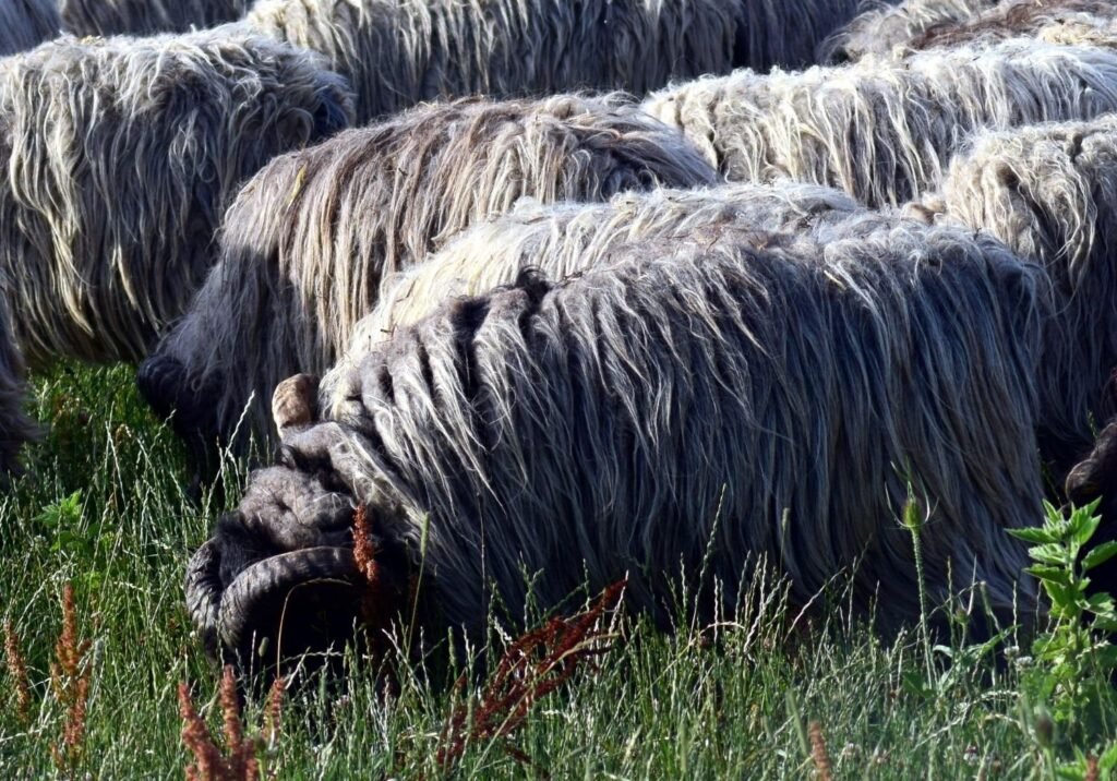 Coarse Wooled Sheep- kathleens-nook.com