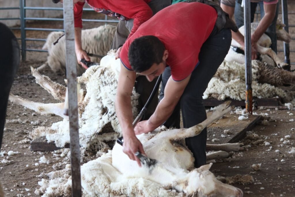 Shearing Sheep-Shearing. Skirting and Picking- kathleens-nook.com
