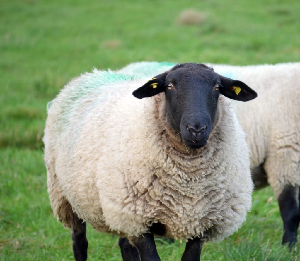 Suffolk Sheep-Sheep Wool Breeds- kathleens-nook.com