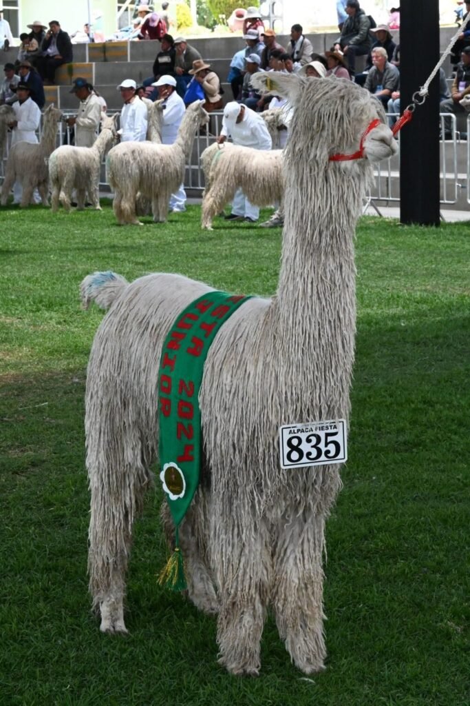 Suri Alpaca- kathleens-nook.com