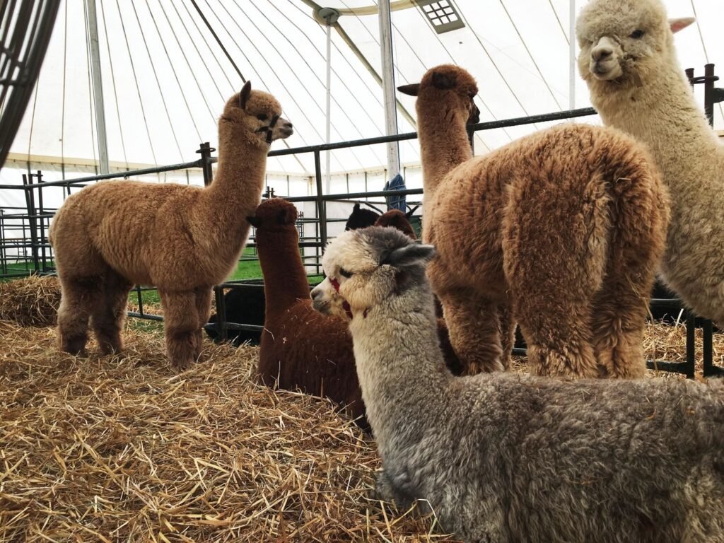 Alpacas-kathleens-nook.com