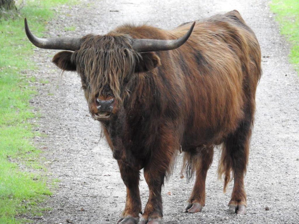 Yak- kathleens-nook.com