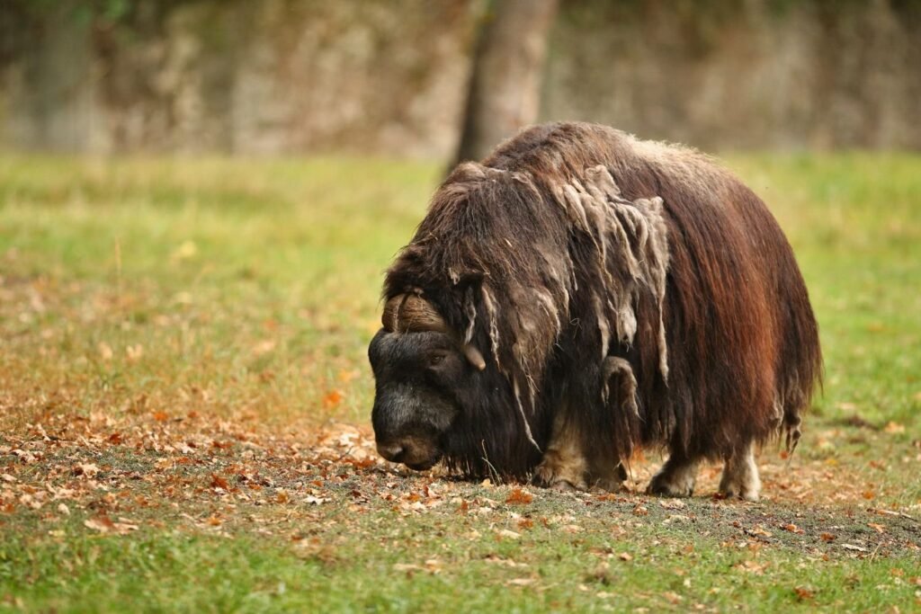 European Musk Ox- kathleens-nook.com