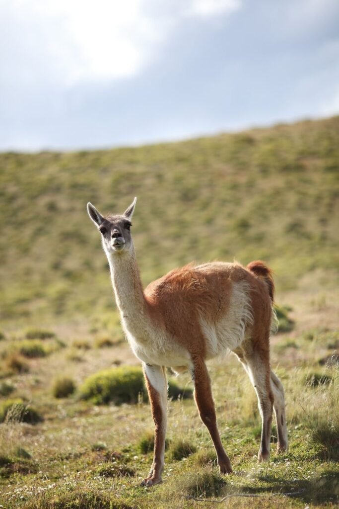Guanaco- kathleens-nook.com
