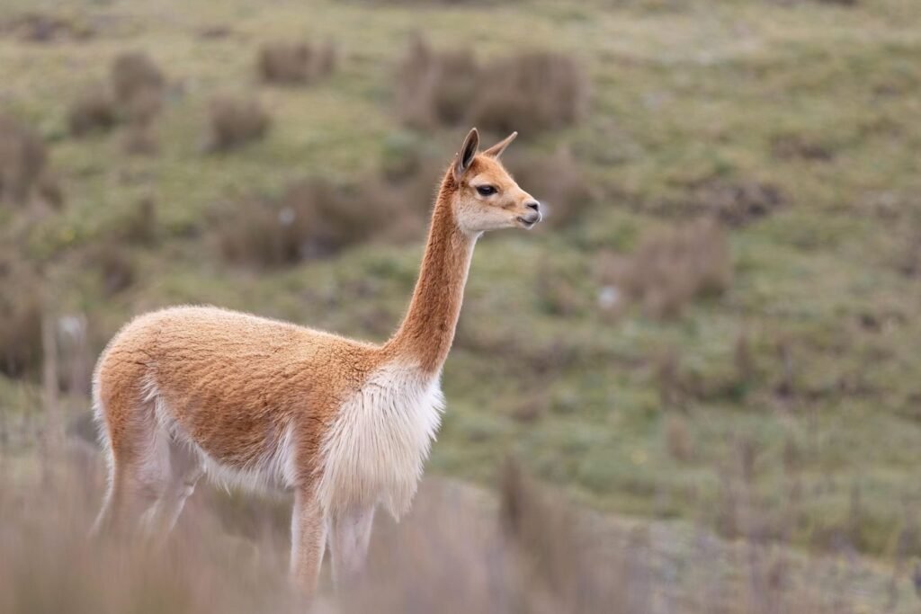 Vicuna-Exotic Animal Fibers- kathleens-nook.com