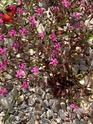 Adriatic Soapwort-kathleens-nook.com