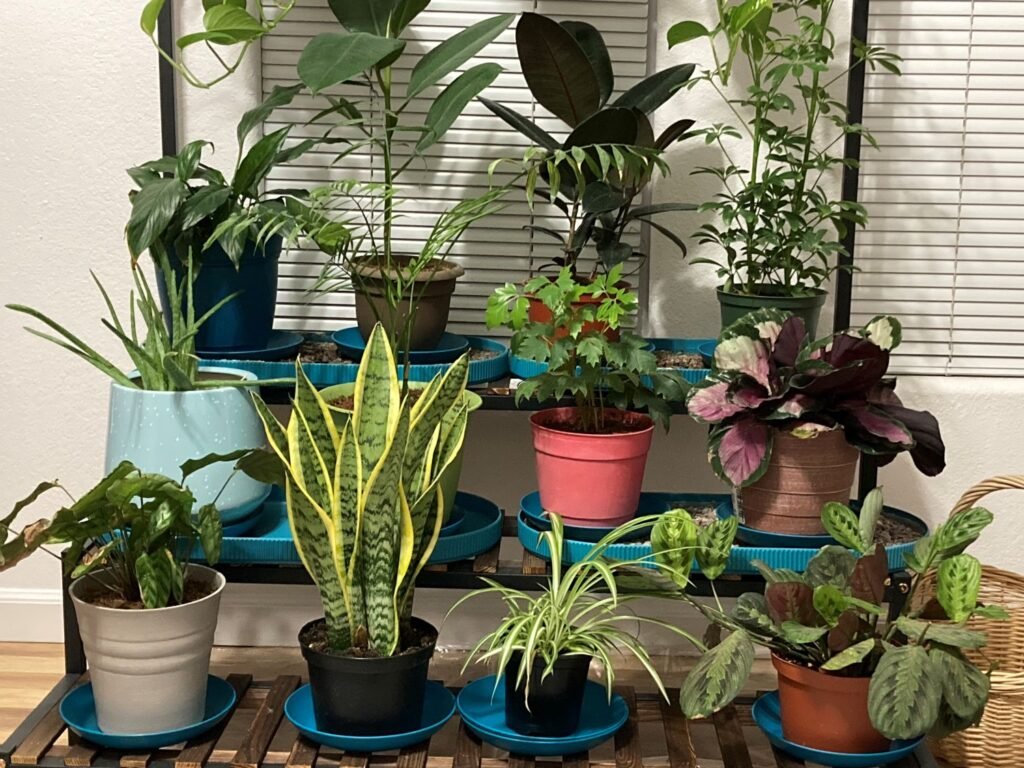 Houseplants-Bringing Nature In-kathleens-nook.com