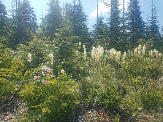 Walk in the wilderness photo-Bringing Nature In-Kathleens-nook.com