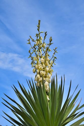 Yucca Plant in bloom-kathleens-nook.com