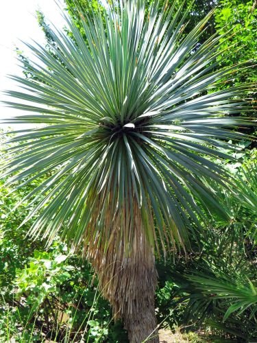 Yucca plant-kathleens-nook.com