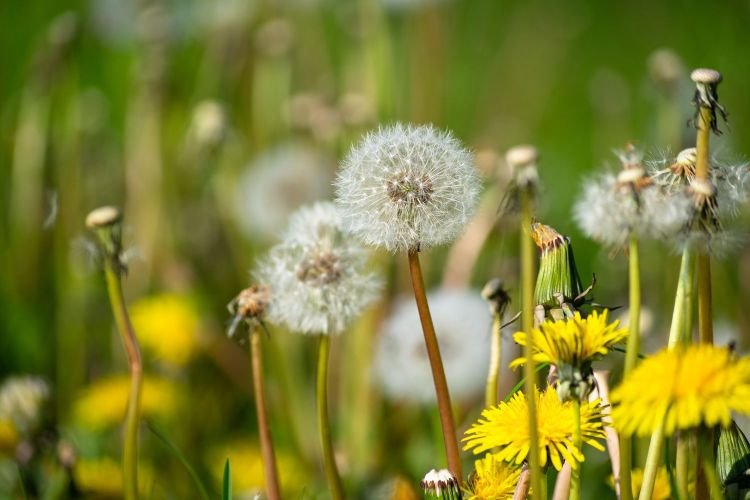 Dandelion flower- Kathleens-nook.com