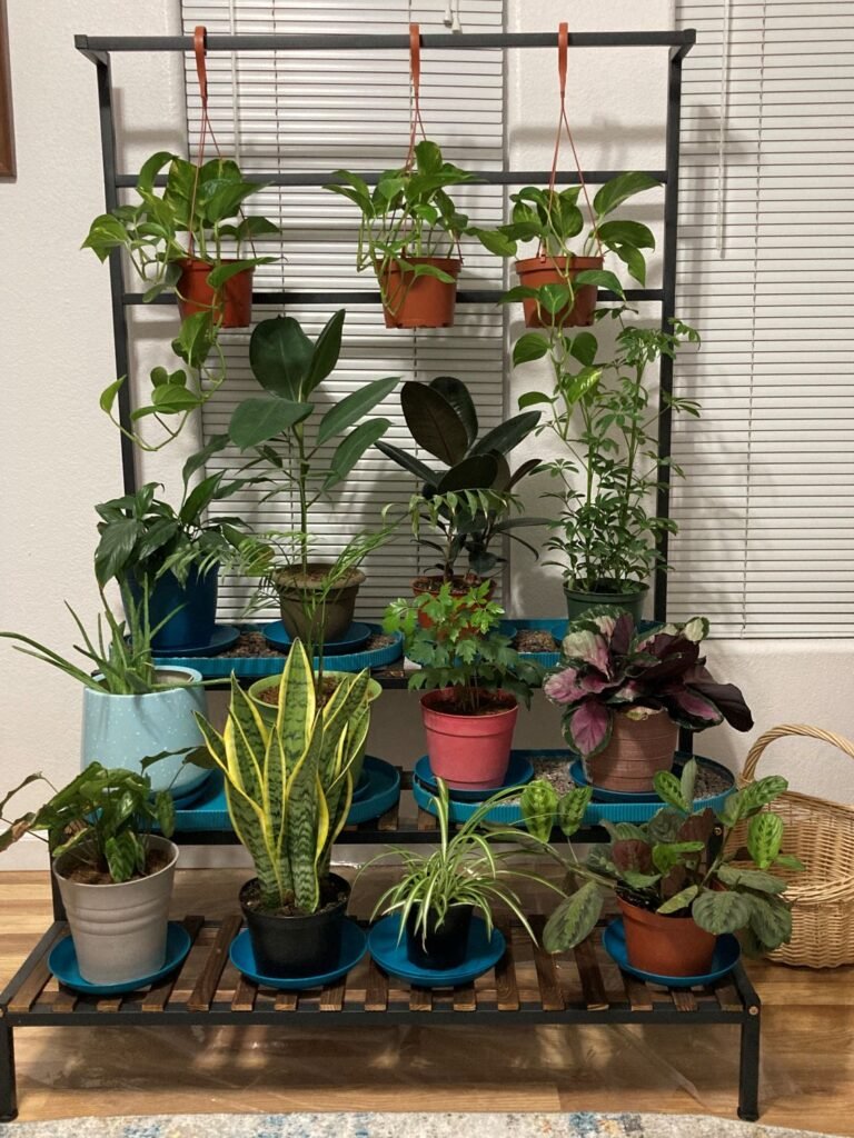 Houseplants-Propagate Mountain Air in Your Home-kathleens-nook.com