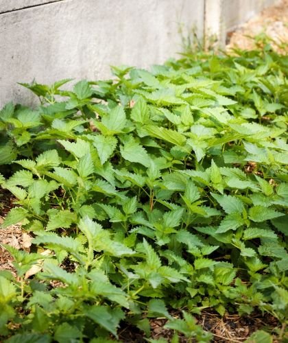 Mint plant in garden- Kathleens-nook.com
