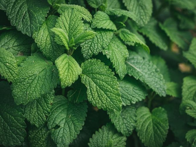 Mint leaves- Medicinal Plants are Everywhere- Kathleens-nook.com