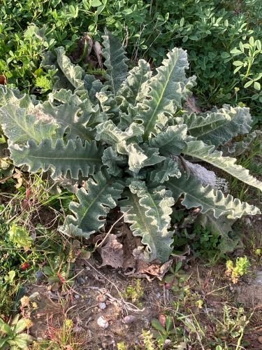 Verbascum sinuatum- Wavy Leaf Mullein- Medicinal Plants are Everywhere-Kathleens-nook.com