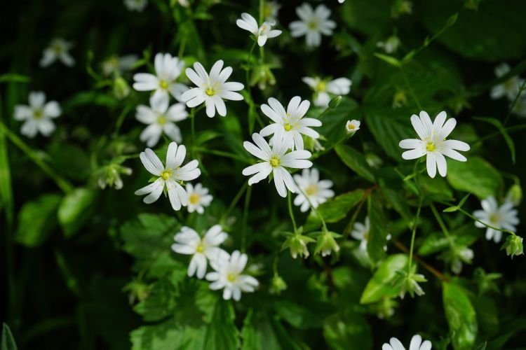 Chickweed- Medicinal Weeds are Everywhere- Kathleens-nook.com