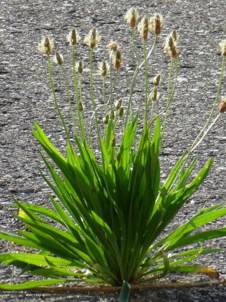 Plantain- Medicinal Weeds are Everywhere- Kathleens-nook.com